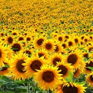 Sunflower Power for Peggy